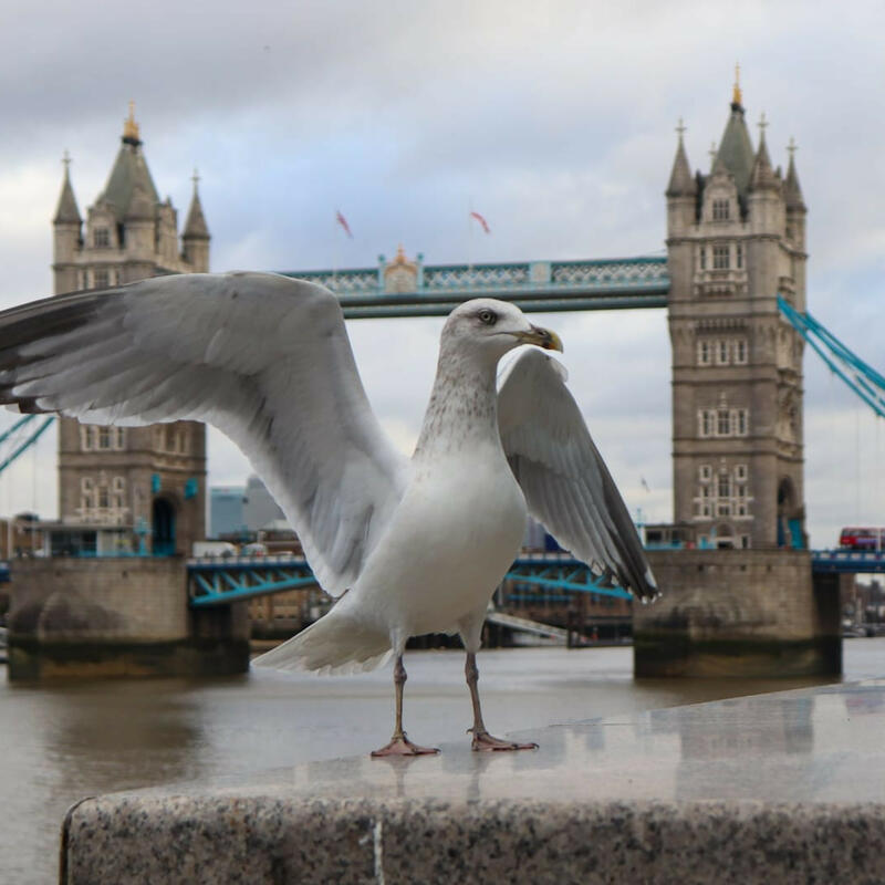 London