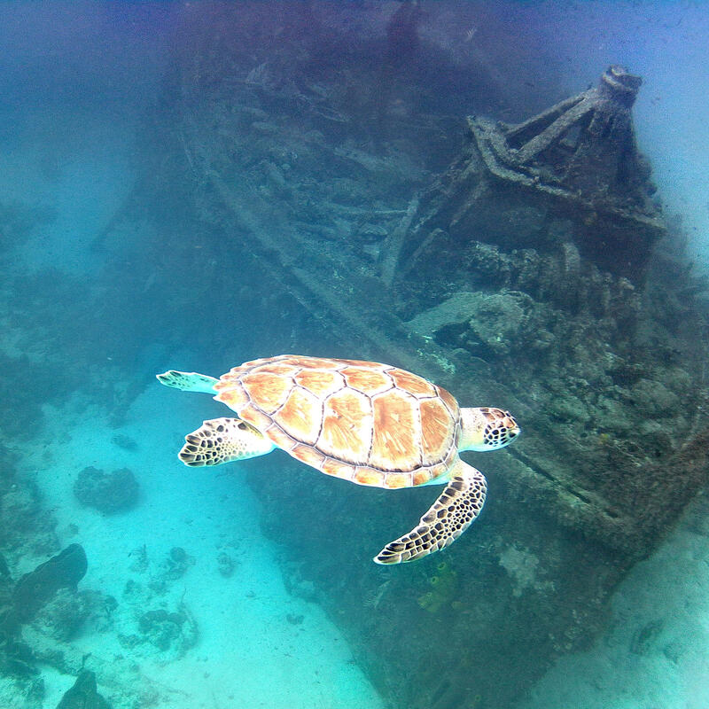 Barbados 