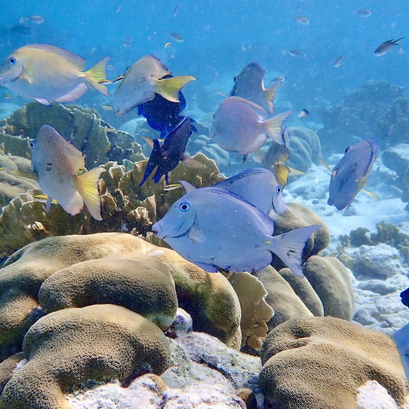 Bonaire 