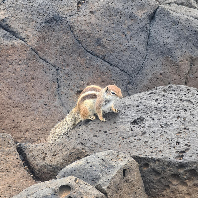 Fuerteventura