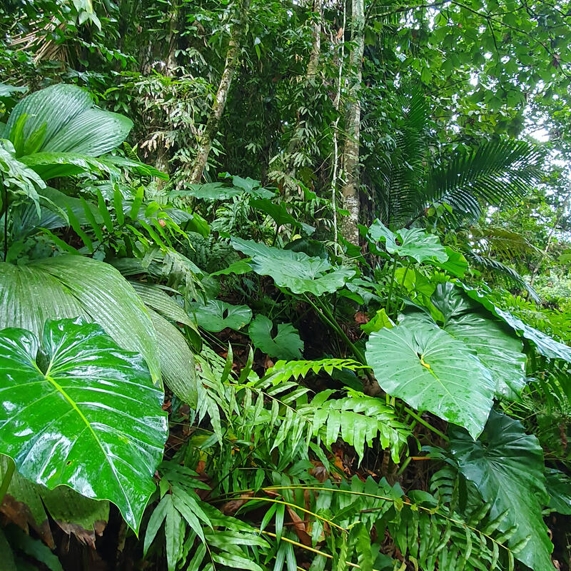 Guadeloupe 