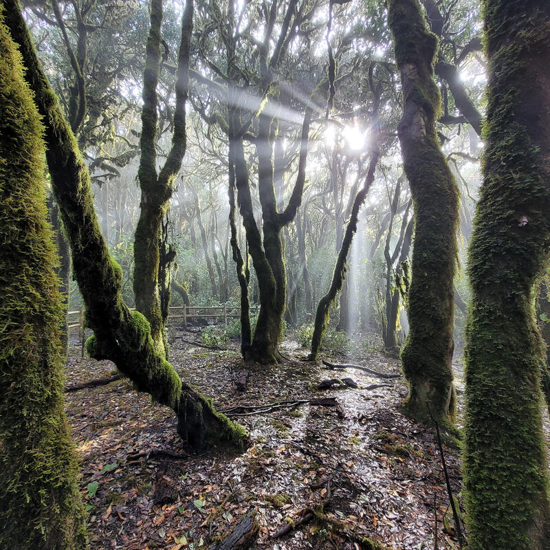 La Gomera 