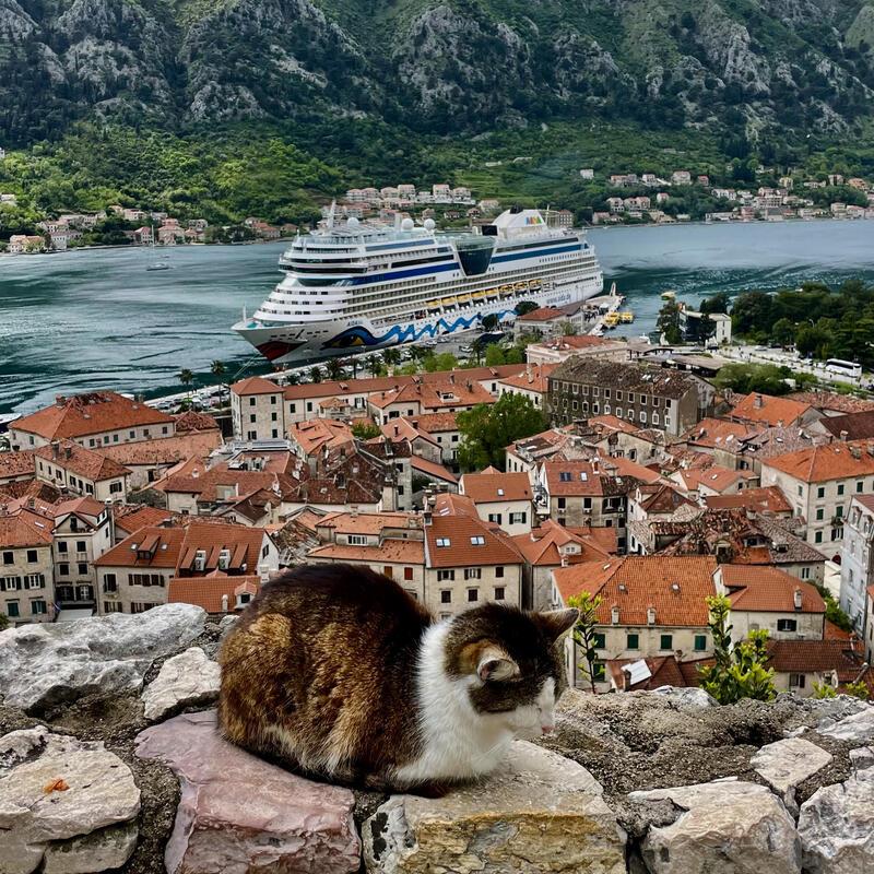 Kotor