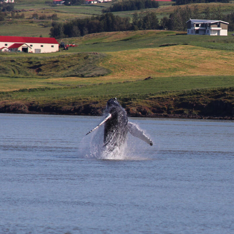 Akureyri 