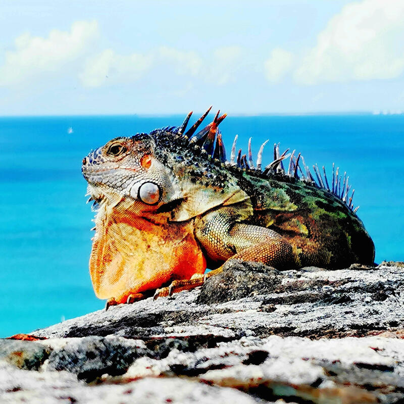 St. Maarten