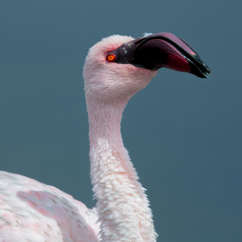 Walvis Bay