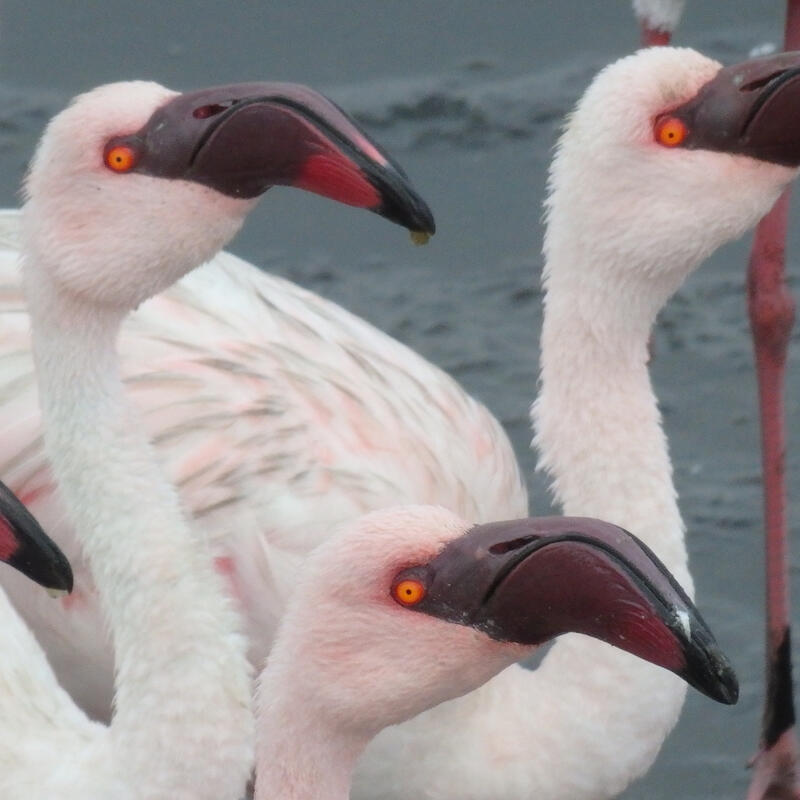 Walvis Bay