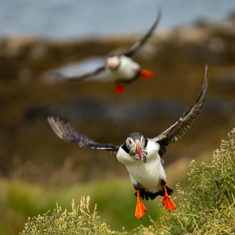 Insel Vigur Island