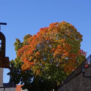 Tallinn