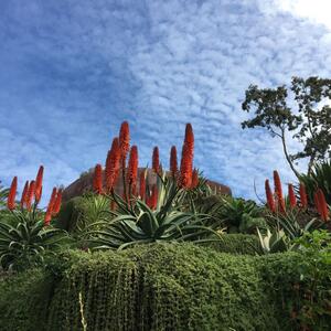 Steilküste und Natur auf Madeira