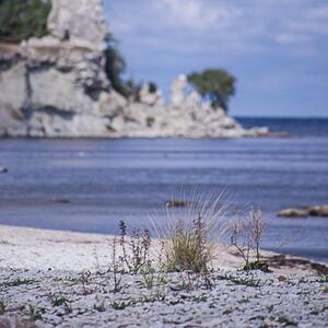 Natur auf Gotland bei Visby