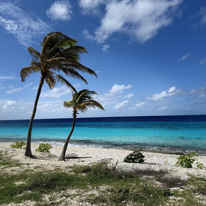 Bonaire – karibische Natur