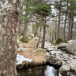 Wald in Norwegen