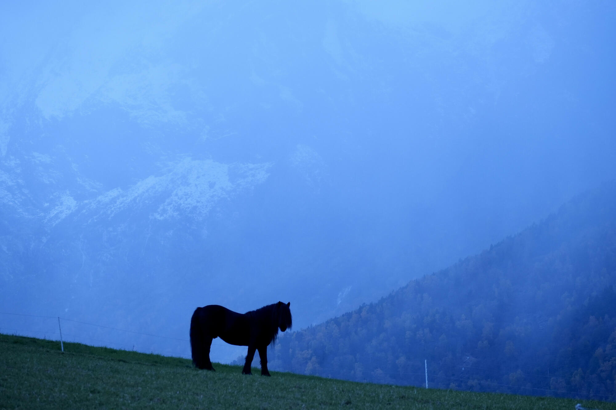 Abendstimmung am Fjord mit Pferd